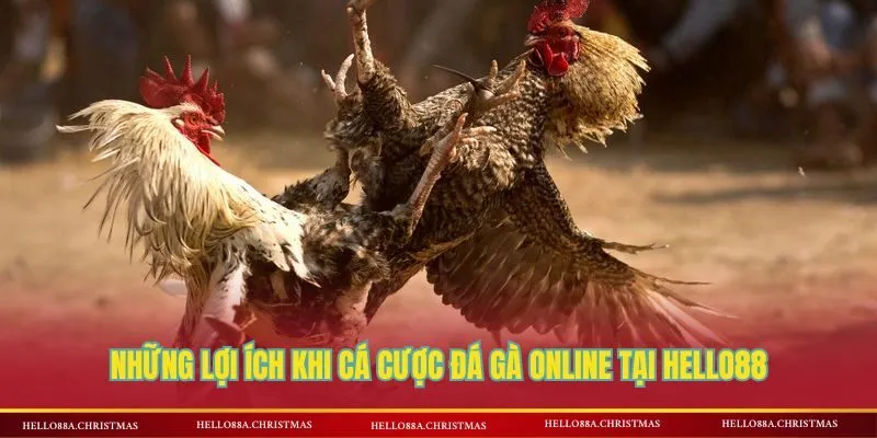 Lý do tân thủ nên cá cược đá gà online HELLO88